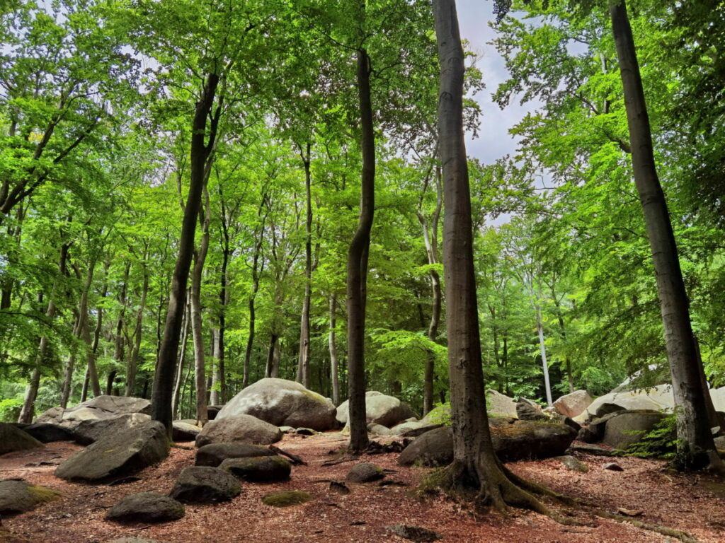 Felsenmeer Lautertal - mystisch liegen die Felsbrocken mitten im Wald, im oberen Bereich des Felsbergs